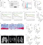 STIM1 Antibody in Western Blot (WB)