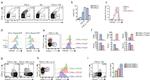CD8a Antibody in Flow Cytometry (Flow)