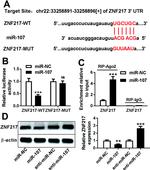 ZNF217 Antibody in Western Blot (WB)