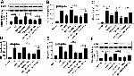 ZNF217 Antibody in Western Blot (WB)
