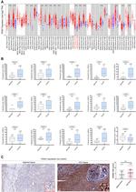 PDSS1 Antibody in Immunohistochemistry (IHC)