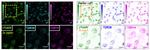 TAS2R14 Antibody in Immunocytochemistry (ICC/IF)