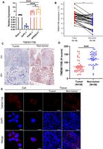 TMEM170B Antibody in Immunohistochemistry (IHC)