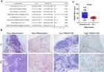 TMEM170B Antibody in Immunohistochemistry (IHC)