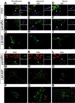 HuD Antibody in Immunohistochemistry (Paraffin), Immunohistochemistry (Frozen) (IHC (P), IHC (F))