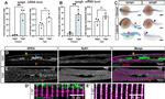 SPEG Antibody in Immunohistochemistry (IHC)