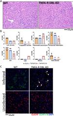 CLEC4F Antibody in Immunohistochemistry (IHC)