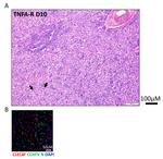 CLEC4F Antibody in Immunohistochemistry (IHC)