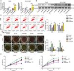 LNK Antibody in Western Blot (WB)