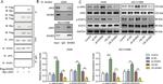 LNK Antibody in Western Blot (WB)