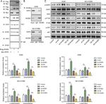 LNK Antibody in Western Blot (WB)