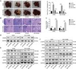 LNK Antibody in Western Blot (WB)
