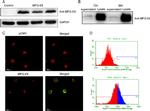 MFGE8 (Lactadherin) Antibody in Western Blot, Immunocytochemistry, Flow Cytometry (WB, ICC/IF, Flow)