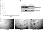 MFGE8 (Lactadherin) Antibody in Western Blot (WB)