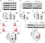 NFS1 Antibody in Western Blot (WB)