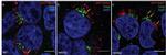 GRASP65 Antibody in Immunocytochemistry (ICC/IF)