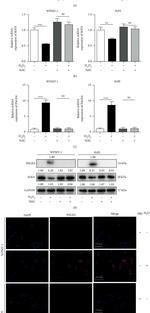 PAGE4 Antibody in Western Blot (WB)