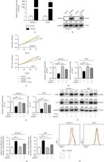 PAGE4 Antibody in Western Blot (WB)