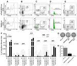Ly-6A/E (Sca-1) Antibody in Flow Cytometry (Flow)