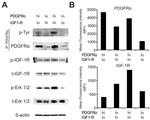 CD140a (PDGFRA) Antibody in Western Blot, Flow Cytometry (WB, Flow)