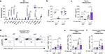 TNF alpha Antibody in Flow Cytometry (Flow)