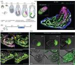 SOX2 Antibody in Immunohistochemistry (IHC)