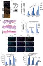 FLII Antibody in Western Blot (WB)