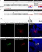 ZSCAN1 Antibody in Immunocytochemistry (ICC/IF)
