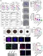 Cyclin D1 Antibody in Immunocytochemistry (ICC/IF)