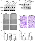 TMEM139 Antibody in Western Blot (WB)