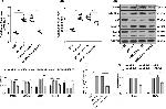 p47phox Antibody in Western Blot (WB)