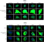 STAT2 Antibody in Immunocytochemistry (ICC/IF)