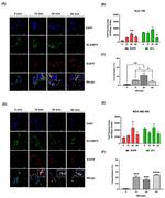 SCAMP3 Antibody in Immunocytochemistry (ICC/IF)
