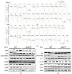 SDHB Antibody in Western Blot (WB)