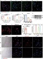 LRP1 Antibody in Immunocytochemistry (ICC/IF)