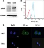 EGFR Antibody in Immunocytochemistry (ICC/IF)