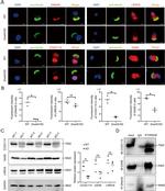 DNAH9 Antibody in Immunocytochemistry (ICC/IF)