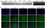 CD45 Antibody in Immunocytochemistry (ICC/IF)