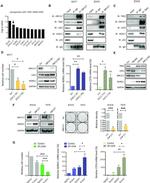 ZNF217 Antibody in Western Blot (WB)
