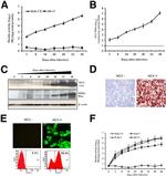 Hepatitis C Virus Core Antigen Antibody in Immunocytochemistry (ICC/IF)
