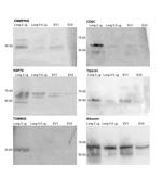 Horse Serum Albumin Antibody in Western Blot (WB)