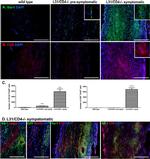 CD8a Antibody in Flow Cytometry (Flow)