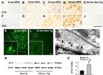 Phospho-Tau (Ser202, Thr205) Antibody in Western Blot, Immunohistochemistry (WB, IHC)