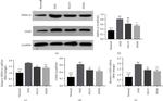 HSP70 Antibody in Western Blot (WB)