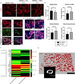 Alpha-Smooth Muscle Actin Antibody in Immunohistochemistry (IHC)