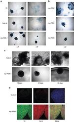 V5 Tag Antibody in Immunohistochemistry (IHC)