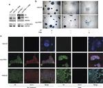 V5 Tag Antibody in Immunocytochemistry (ICC/IF)