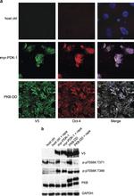 V5 Tag Antibody in Immunocytochemistry (ICC/IF)