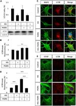 MAP2 Antibody in Immunocytochemistry (ICC/IF)