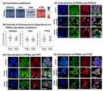 PIP5K1C Antibody in Immunocytochemistry (ICC/IF)